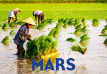 Mars investe sulla sostenibilità del riso: nasce la piattaforma “Raising Rice Right”