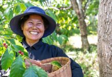 Vietnam: caffè e norme UE. Il Nescafé Plan punta sull’agricoltura rigenerativa