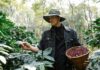 Raccolti di caffè in aumento: cosa cambia tra Arabica e Robusta