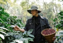 Raccolti di caffè in aumento: cosa cambia tra Arabica e Robusta