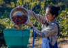 Vietnam e caffè: le ultime notizie e gli effetti su torrefazioni e gestori