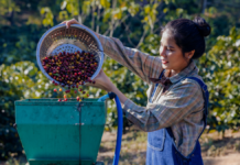 Vietnam e caffè: le ultime notizie e gli effetti su torrefazioni e gestori