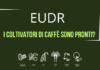 EUDR. A tre mesi dal via i piccoli produttori di caffè non sono pronti