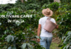 Caffè made in Italy: da Planet Farms alle piantagioni siciliane, la ricerca va avanti
