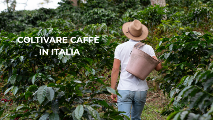 ITALIA CAFFE 1200 VENDING NEWS